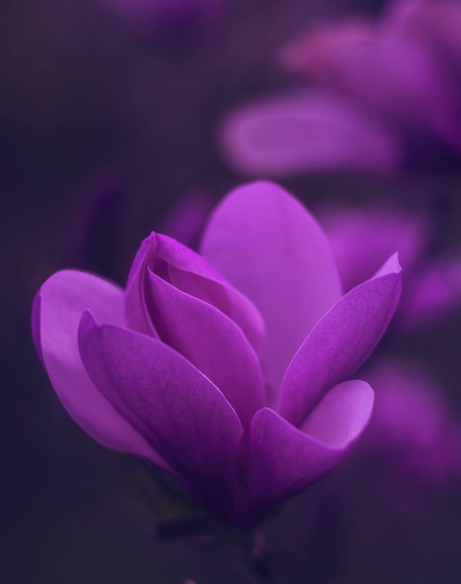 Purple Petaled Flower