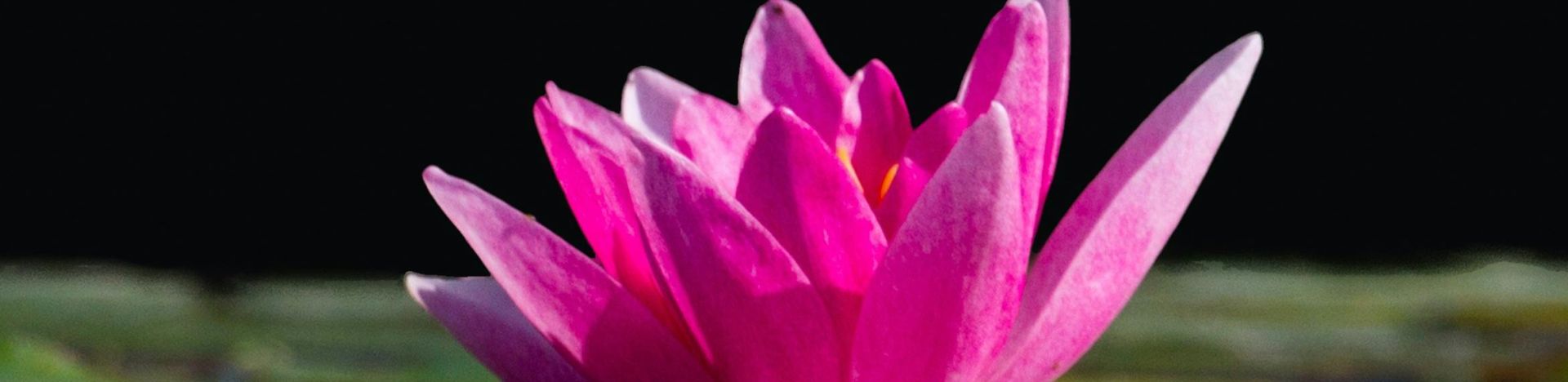 Beautiful pink water lilies reflect on a calm pond against a dark background.