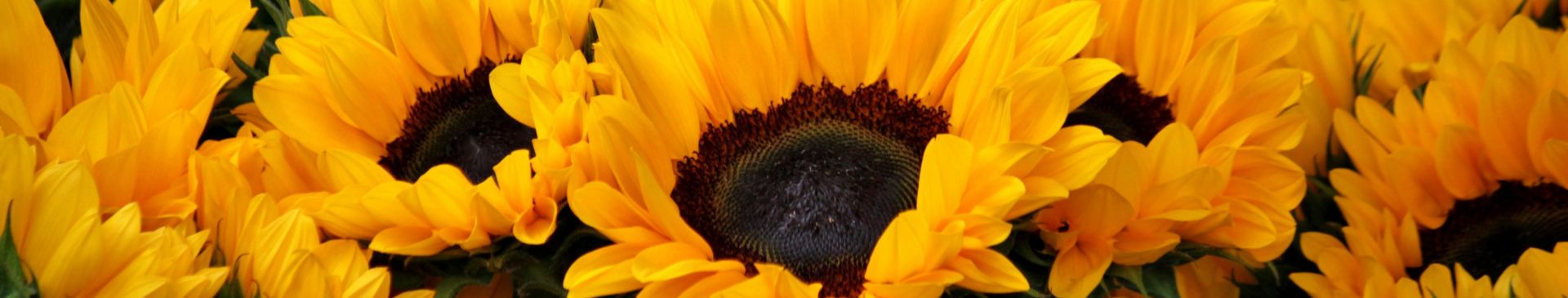 Bright close-up of blooming sunflowers, showcasing vivid yellow petals and lush greenery.