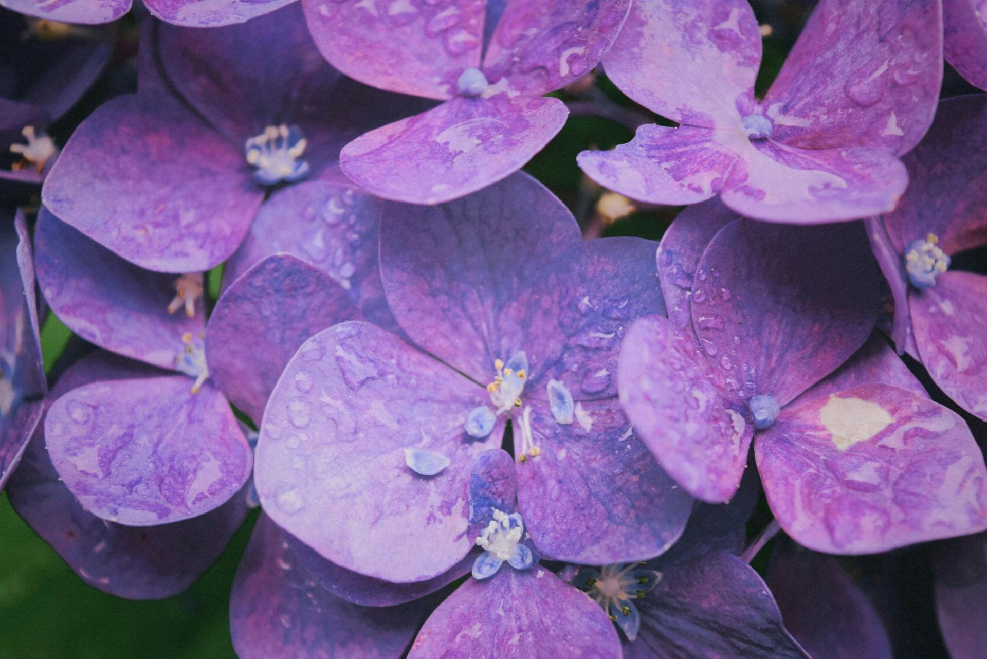 Macro shot of purple hydrangea flowers with water droplets on petals, showcasing nature's beauty.