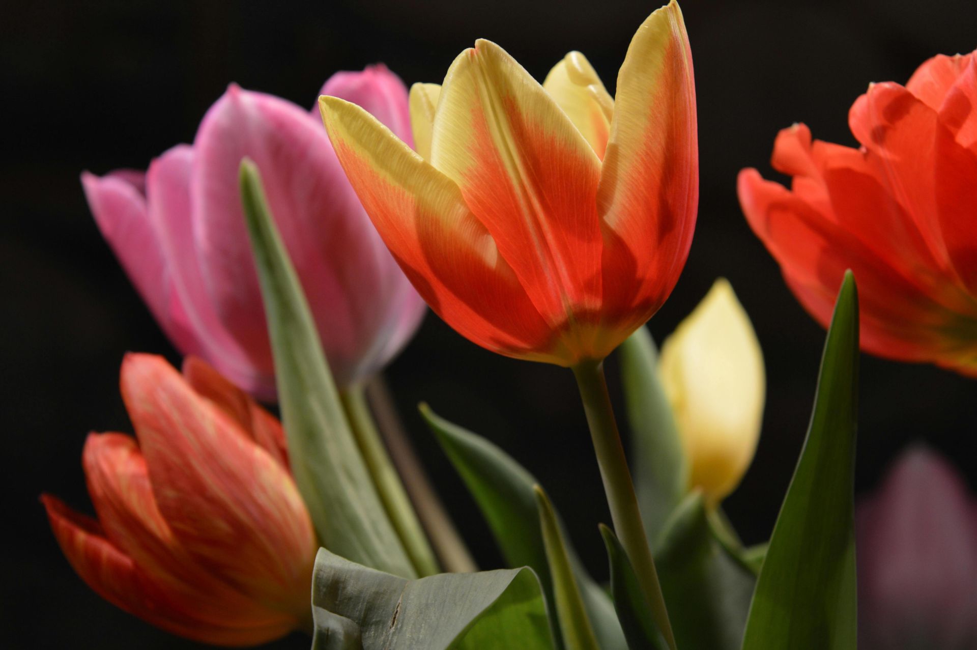 A vivid display of blooming multicolored tulips, showcasing the essence of spring's beauty.